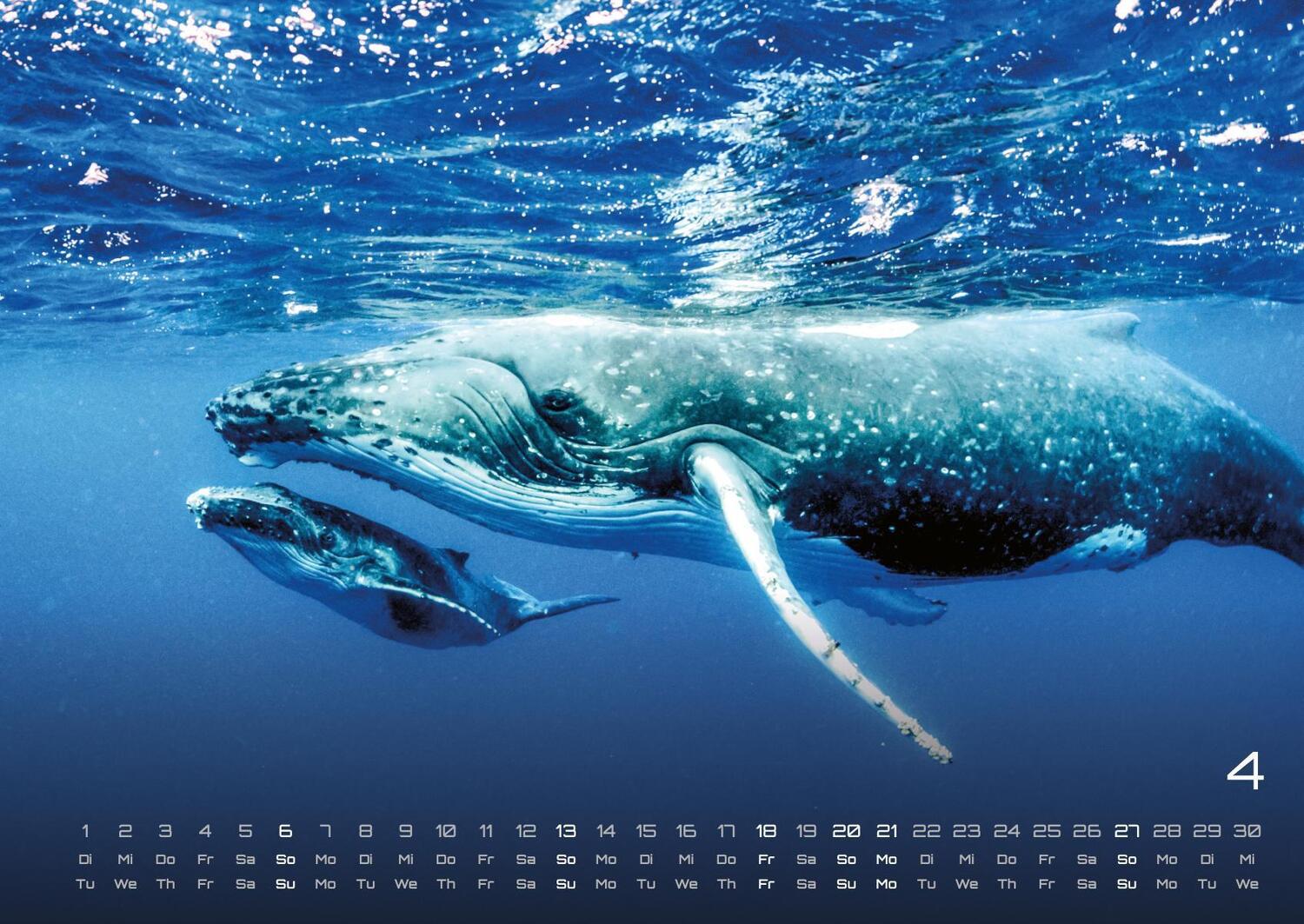 Bild: 9783986734299 | Sealife - verborgene Tiefen - 2025 - Kalender DIN A2 | GP-Fever. de