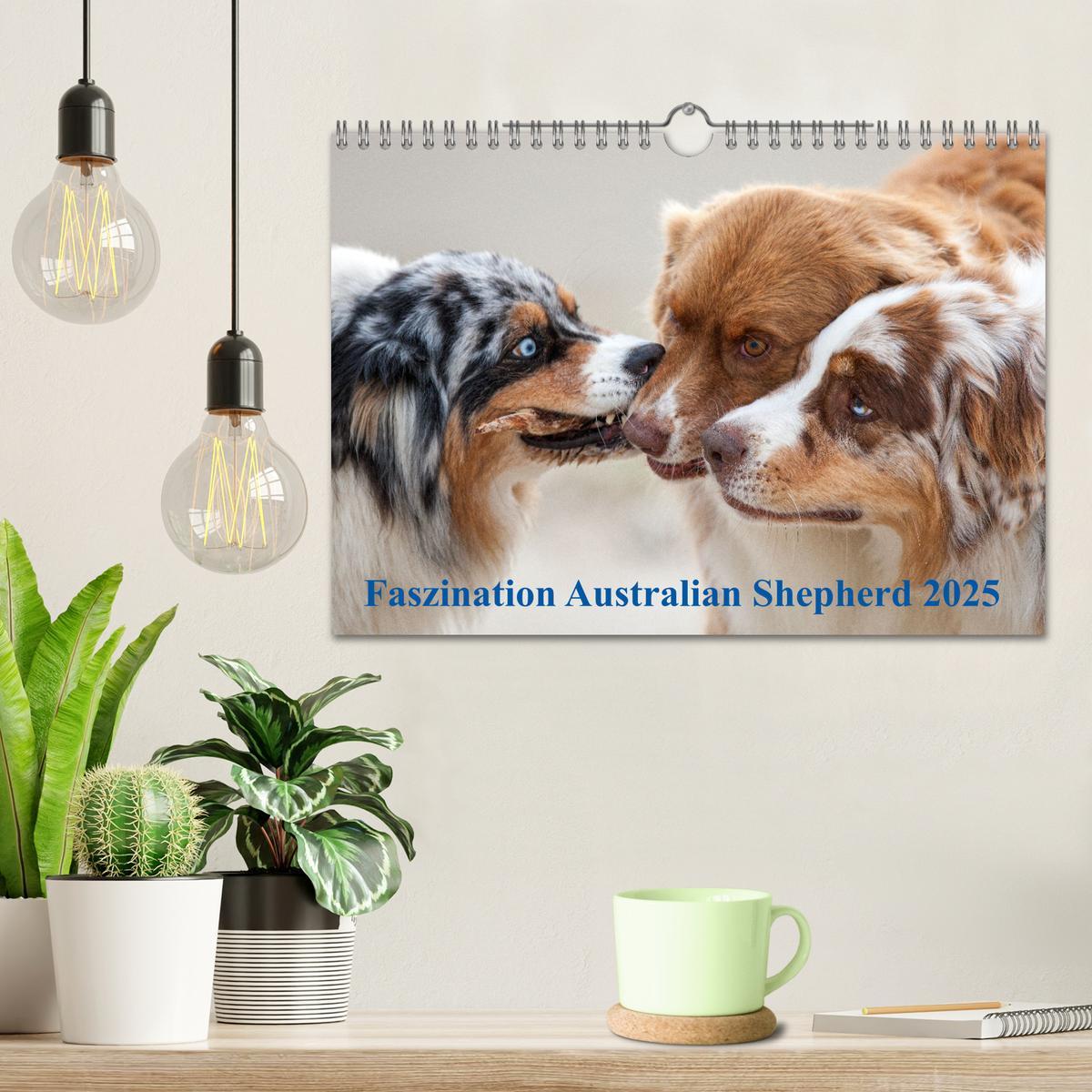 Bild: 9783435673032 | Australian Shepherd 2025 (Wandkalender 2025 DIN A4 quer), CALVENDO...