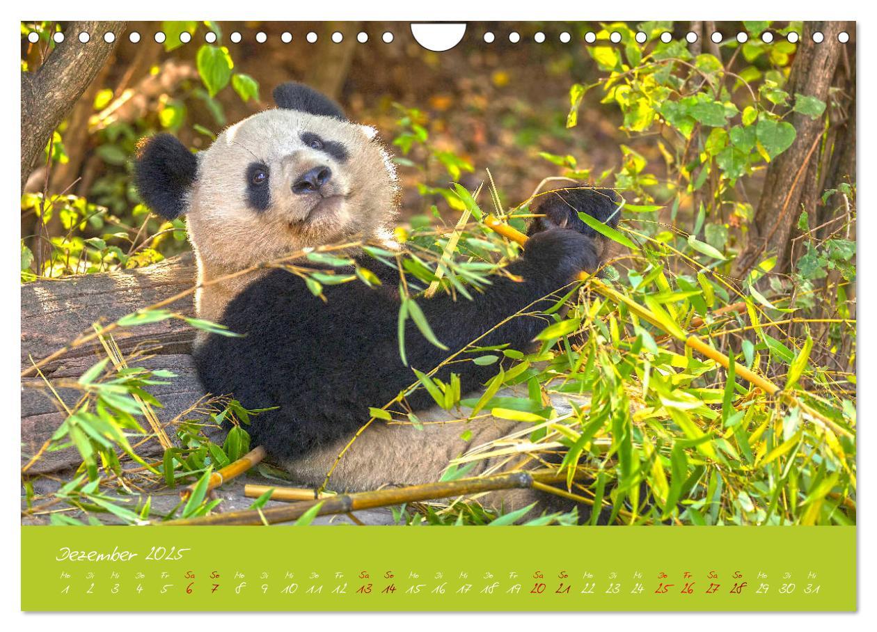 Bild: 9783435179428 | Der Große Panda Ein kuscheliger Geselle (Wandkalender 2025 DIN A4...