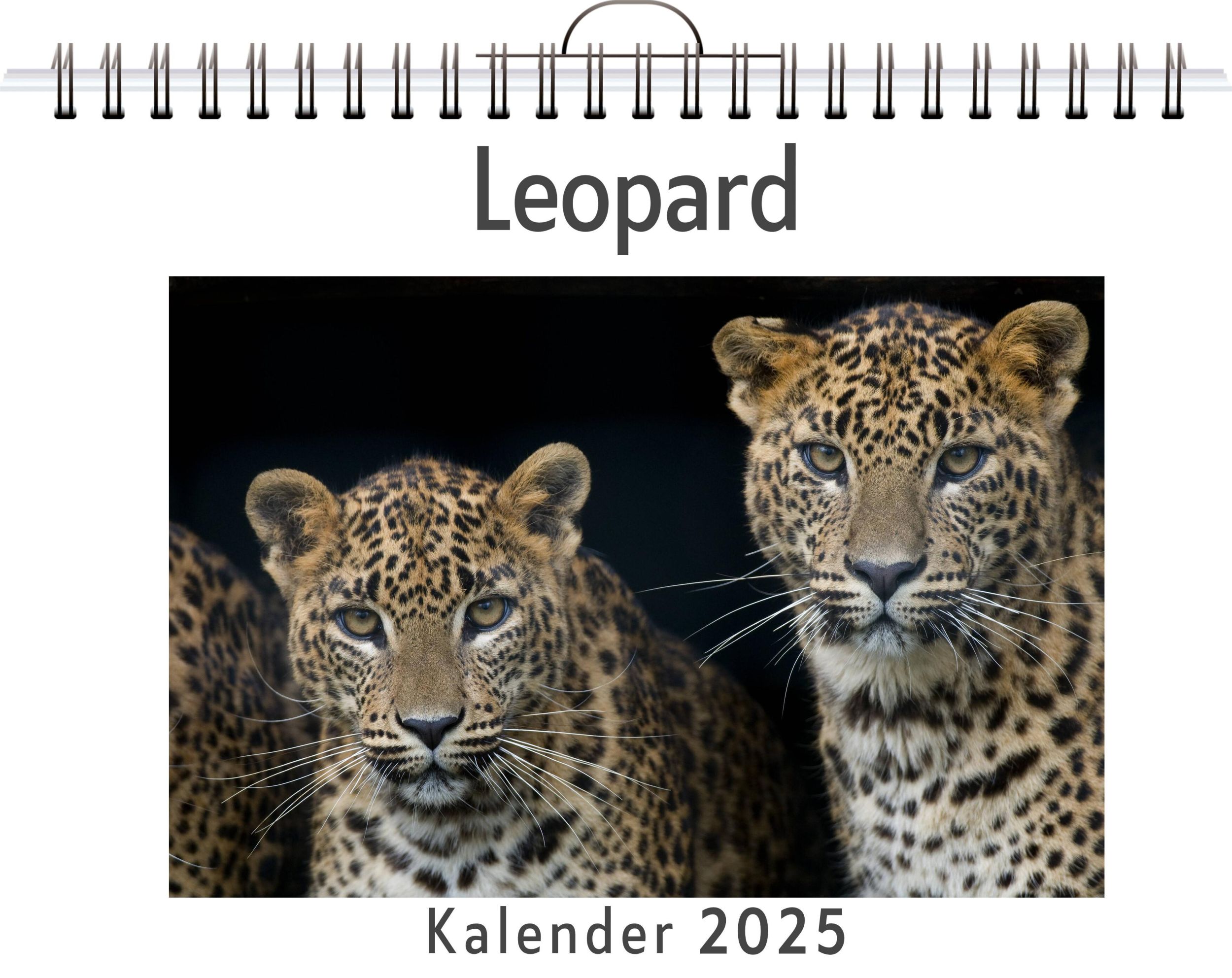 Cover: 9783759133014 | Leopard | Max Schmid | Kalender | Kalender | 14 S. | Deutsch