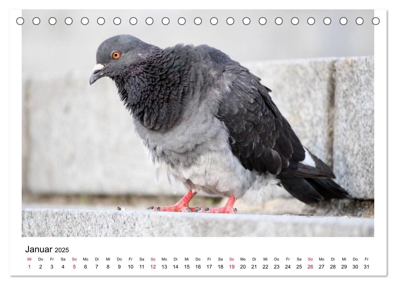 Bild: 9783435755486 | Geliebte Tauben (Tischkalender 2025 DIN A5 quer), CALVENDO...