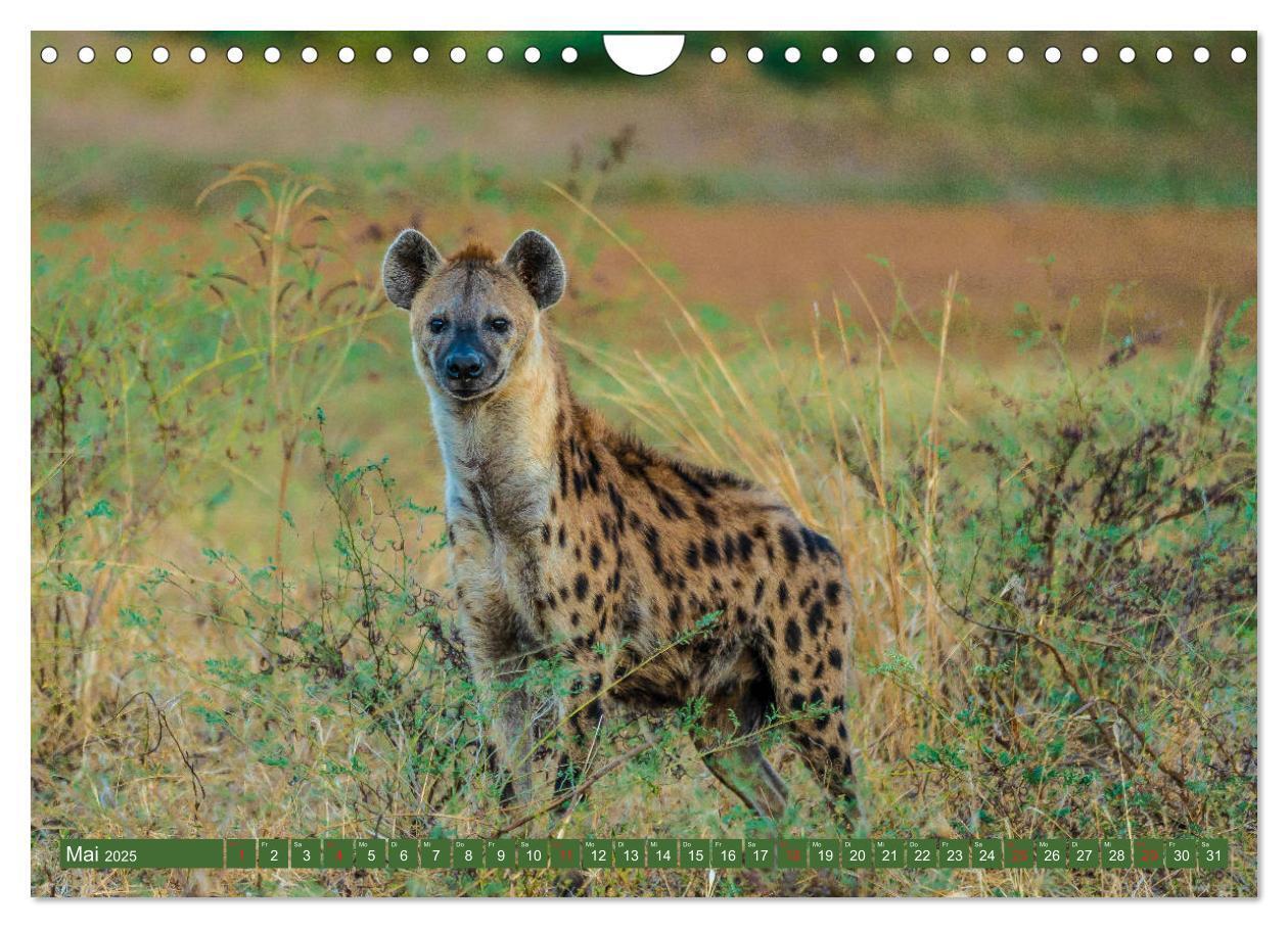 Bild: 9783435313501 | Wildlife Sambia (Wandkalender 2025 DIN A4 quer), CALVENDO...