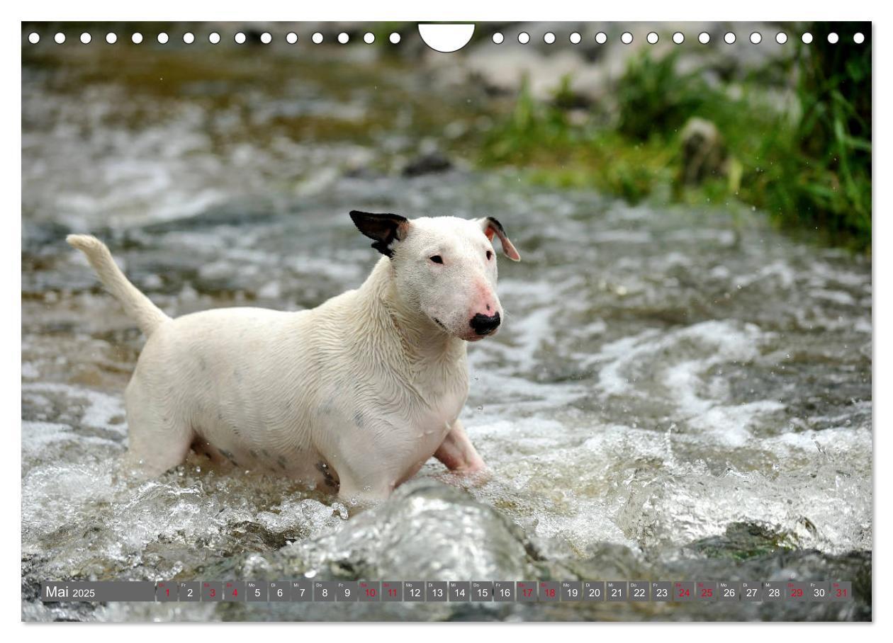 Bild: 9783435405763 | Bullterrier, Powerpakete auf 4 Pfoten (Wandkalender 2025 DIN A4...