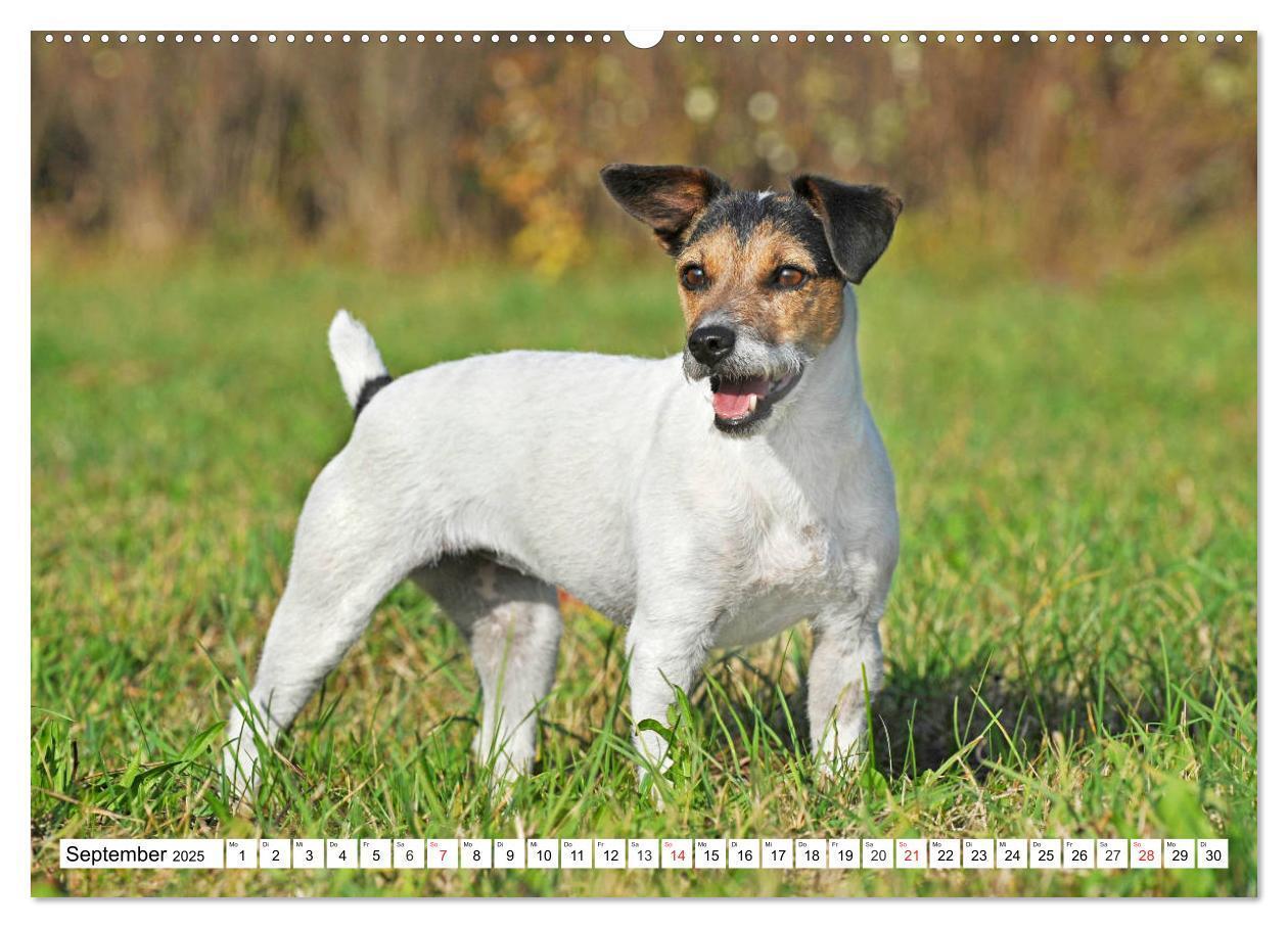 Bild: 9783435245499 | 100000 Volt auf vier Pfoten - Jack und Parson Russell Terrier...