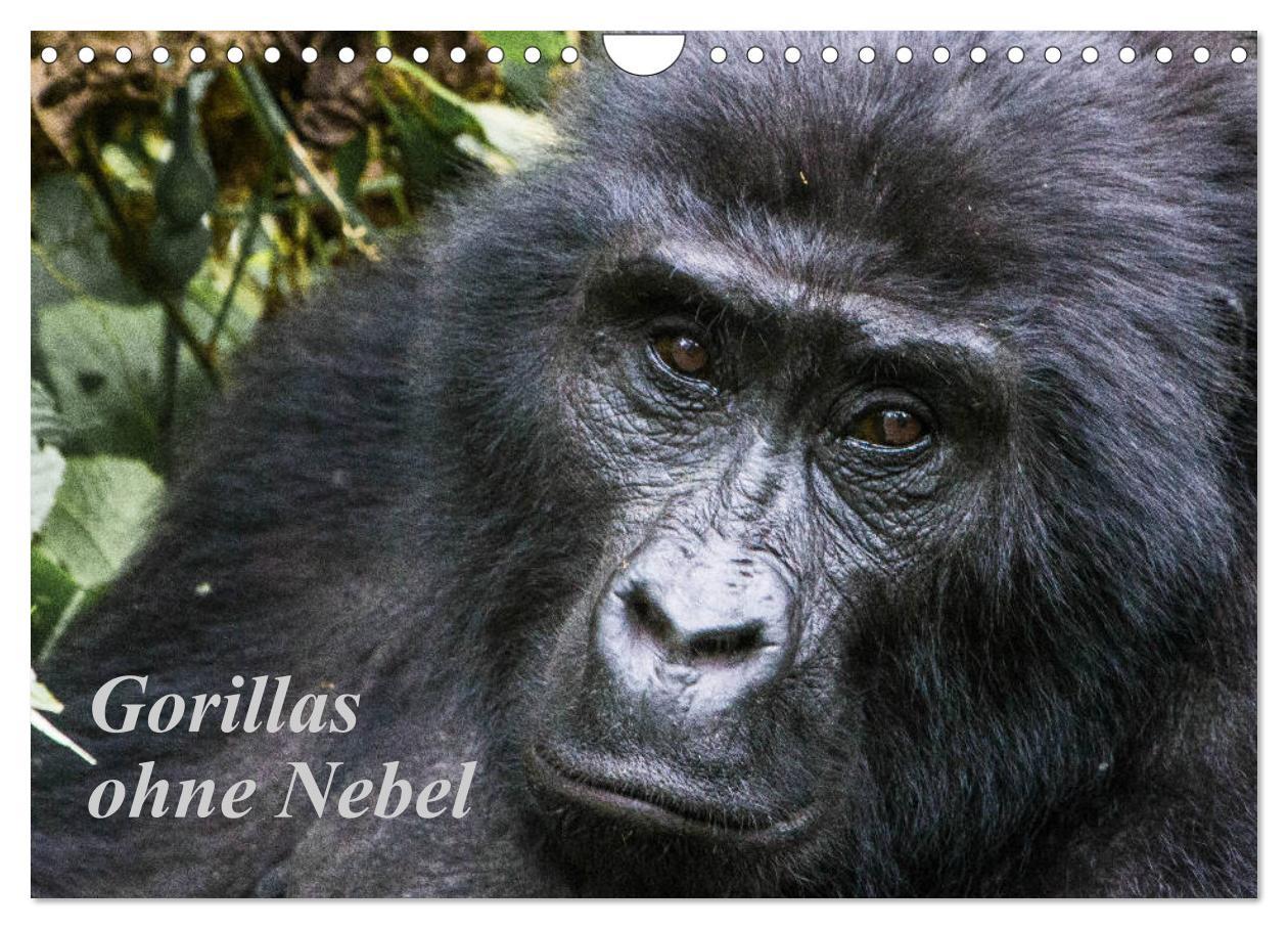 Cover: 9783435364145 | Gorillas ohne Nebel (Wandkalender 2025 DIN A4 quer), CALVENDO...