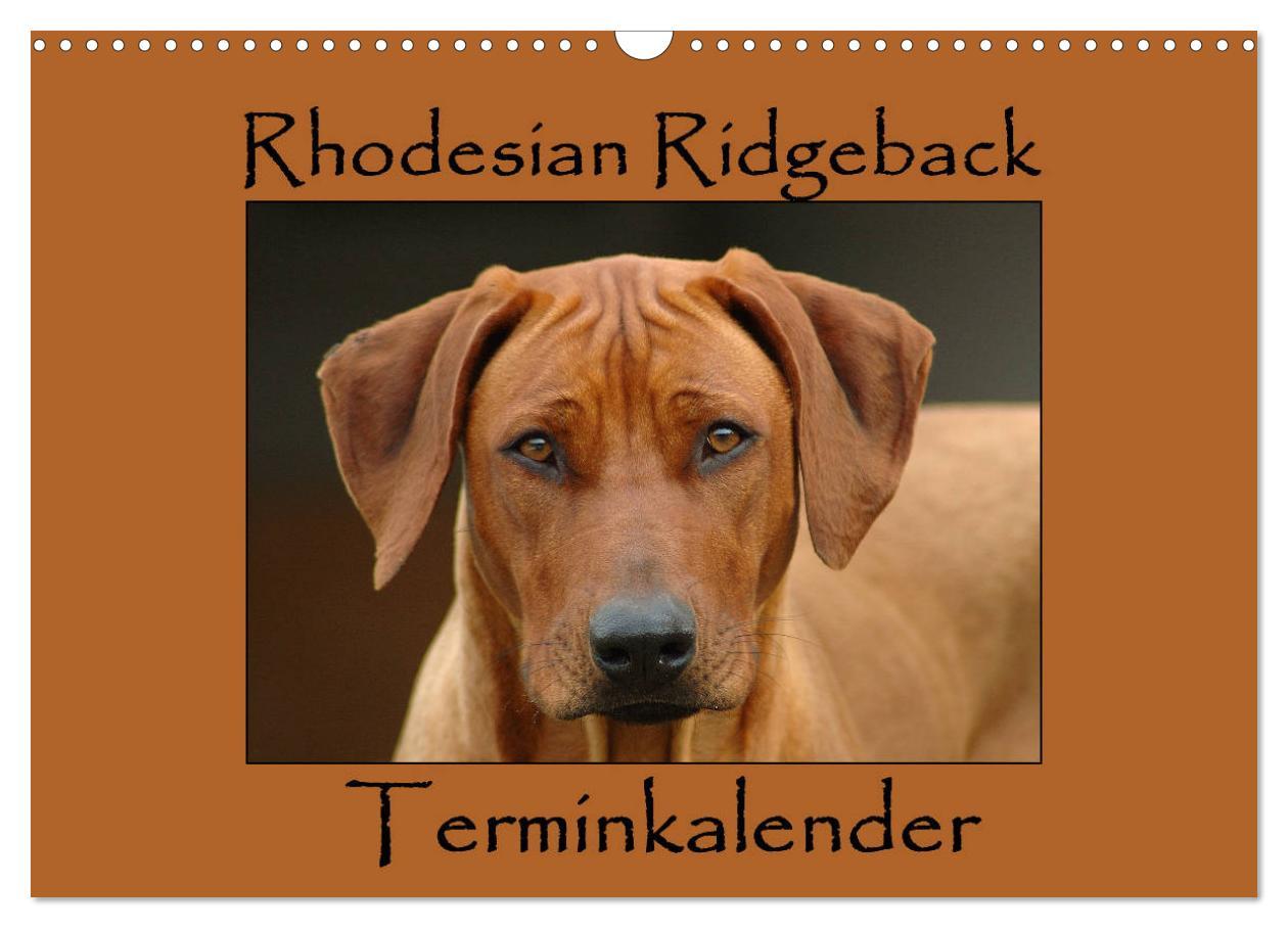 Cover: 9783435454617 | Rhodesian Ridgeback Terminkalender (Wandkalender 2025 DIN A3 quer),...