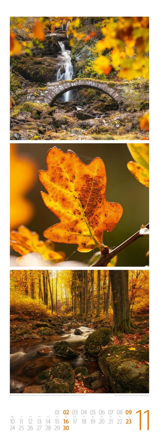 Bild: 9783838425368 | Waldleben - Ein Spaziergang durch heimische Wälder Triplet-Kalender...