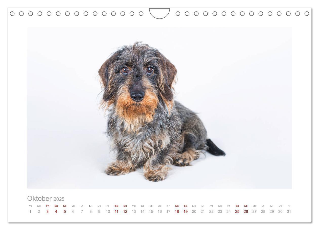 Bild: 9783435104710 | Dackelblicke - ein bezaubernder Rauhaardackel (Wandkalender 2025...