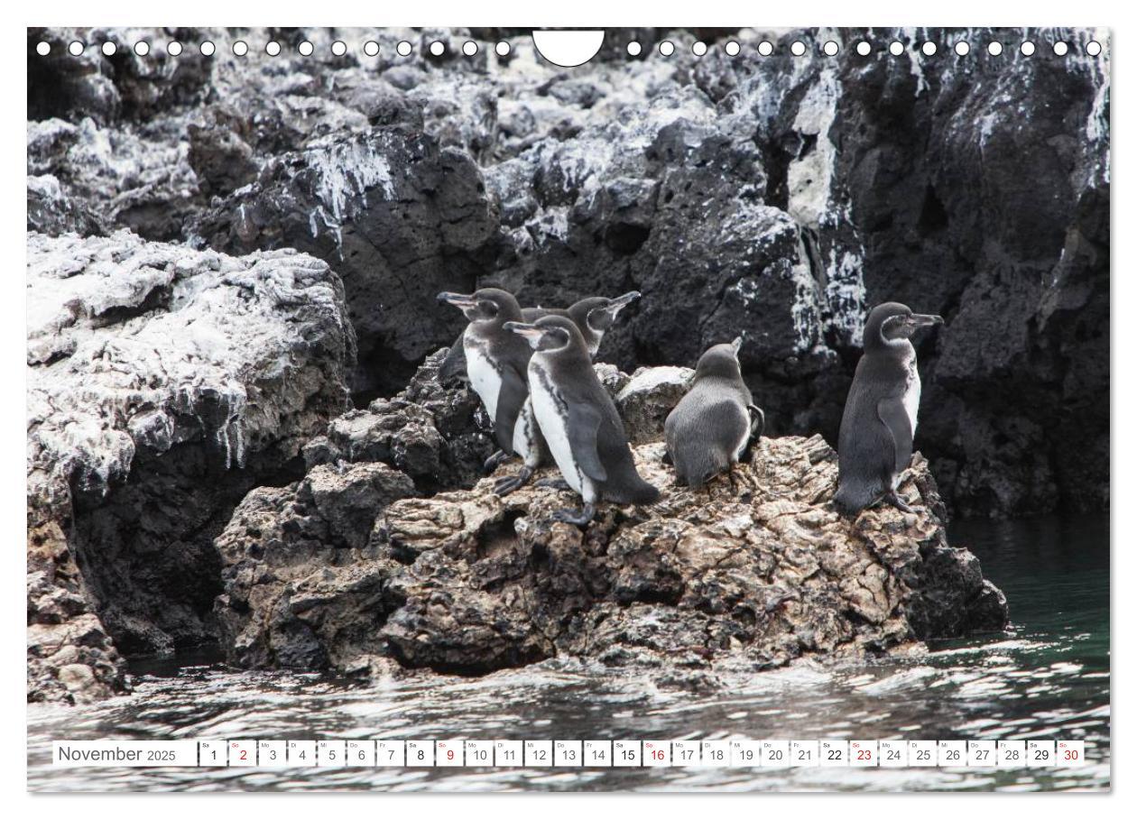 Bild: 9783435630684 | Galapagos. Verzauberte Inseln (Wandkalender 2025 DIN A4 quer),...