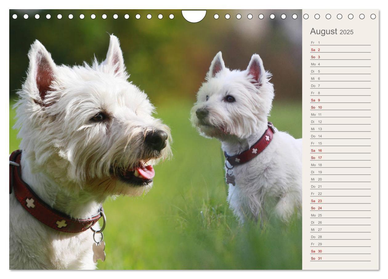 Bild: 9783435408665 | West Highland White Terrier - Selbstbewustes Powerpaket - der...