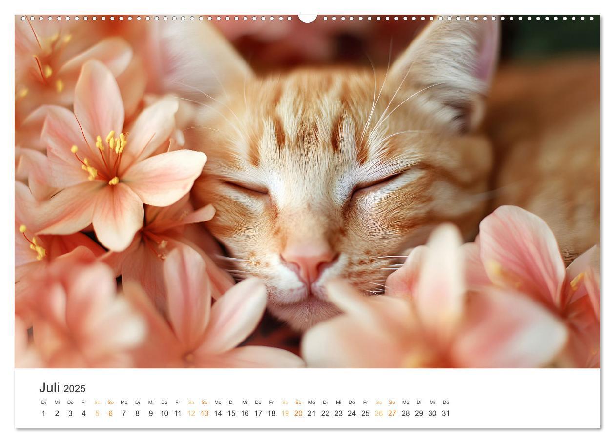 Bild: 9783457203866 | Katzen - sanfte Schönheiten (Wandkalender 2025 DIN A2 quer),...