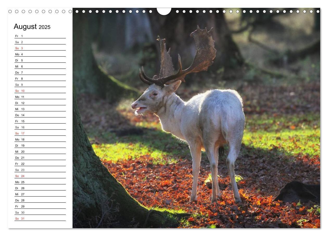 Bild: 9783435539307 | Hannover erleben (Wandkalender 2025 DIN A3 quer), CALVENDO...