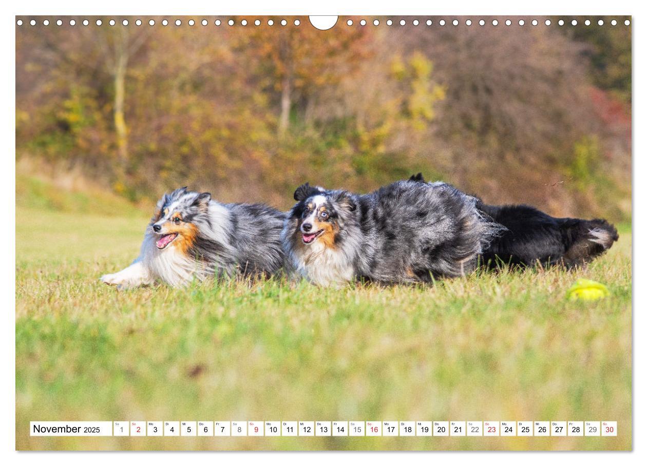 Bild: 9783435131648 | Hütehund der Shetland Inseln - Shetland Sheepdog (Wandkalender 2025...