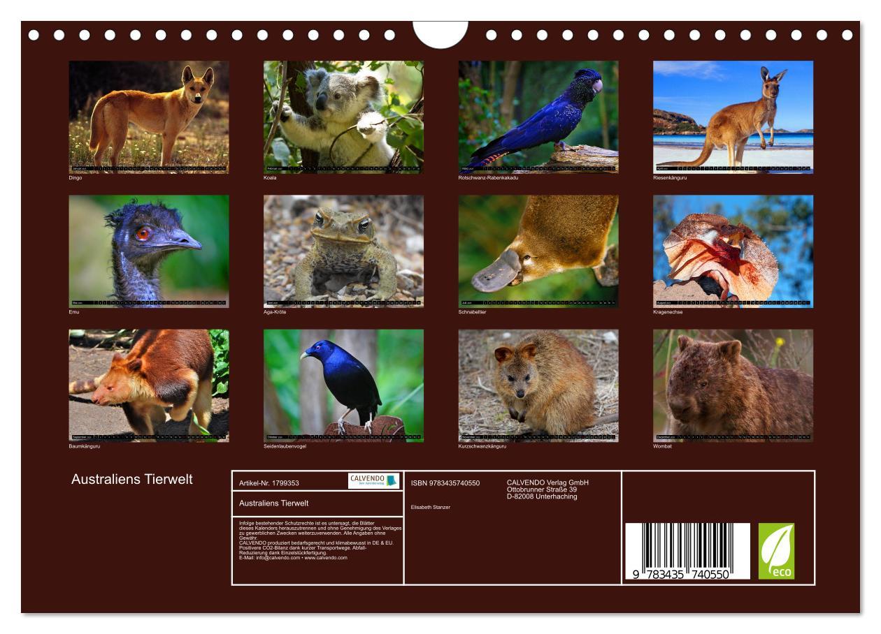 Bild: 9783435740550 | Australiens Tierwelt (Wandkalender 2025 DIN A4 quer), CALVENDO...