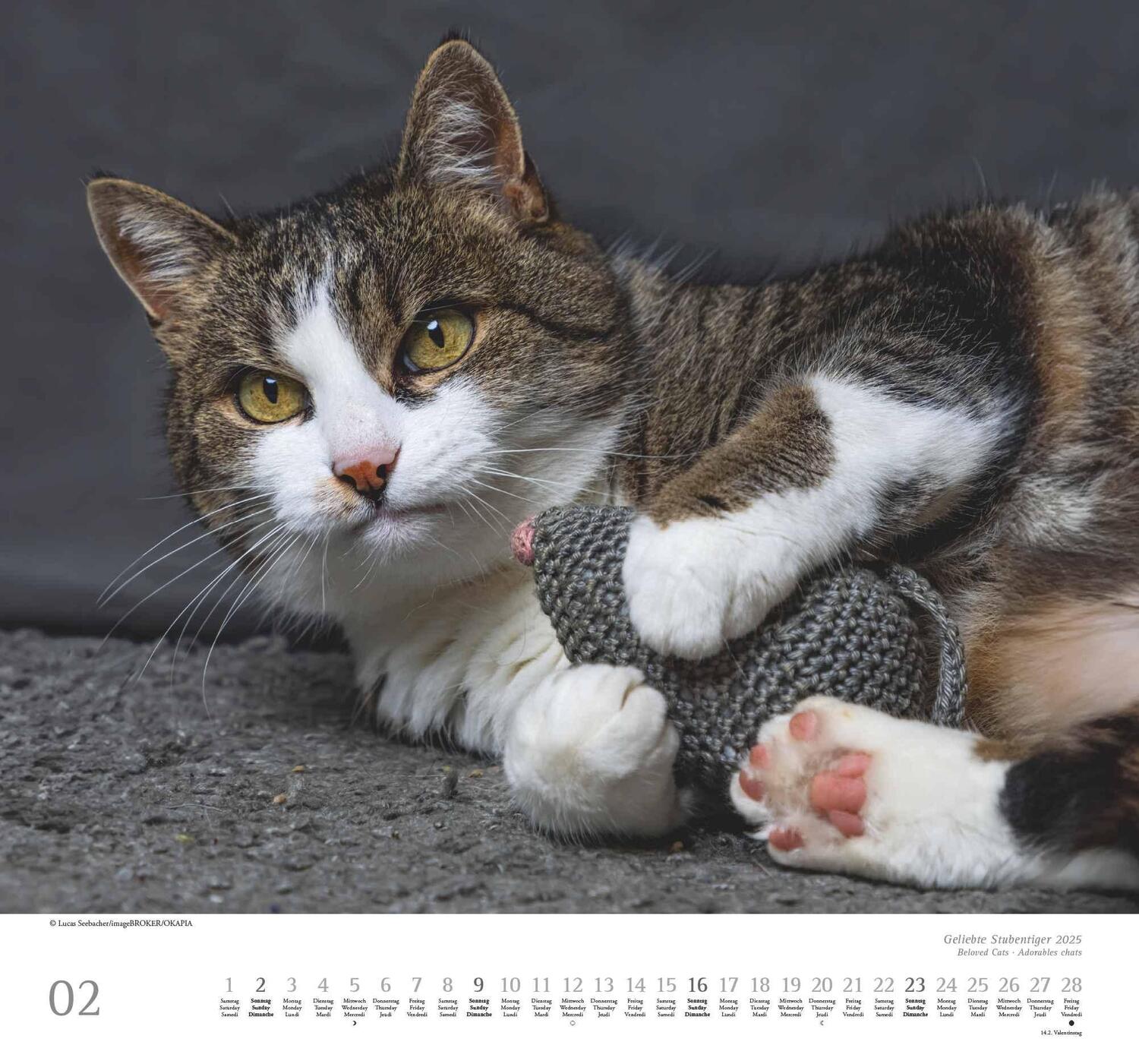 Bild: 4250809652498 | Geliebte Stubentiger 2025 - DUMONT Wandkalender - mit den...