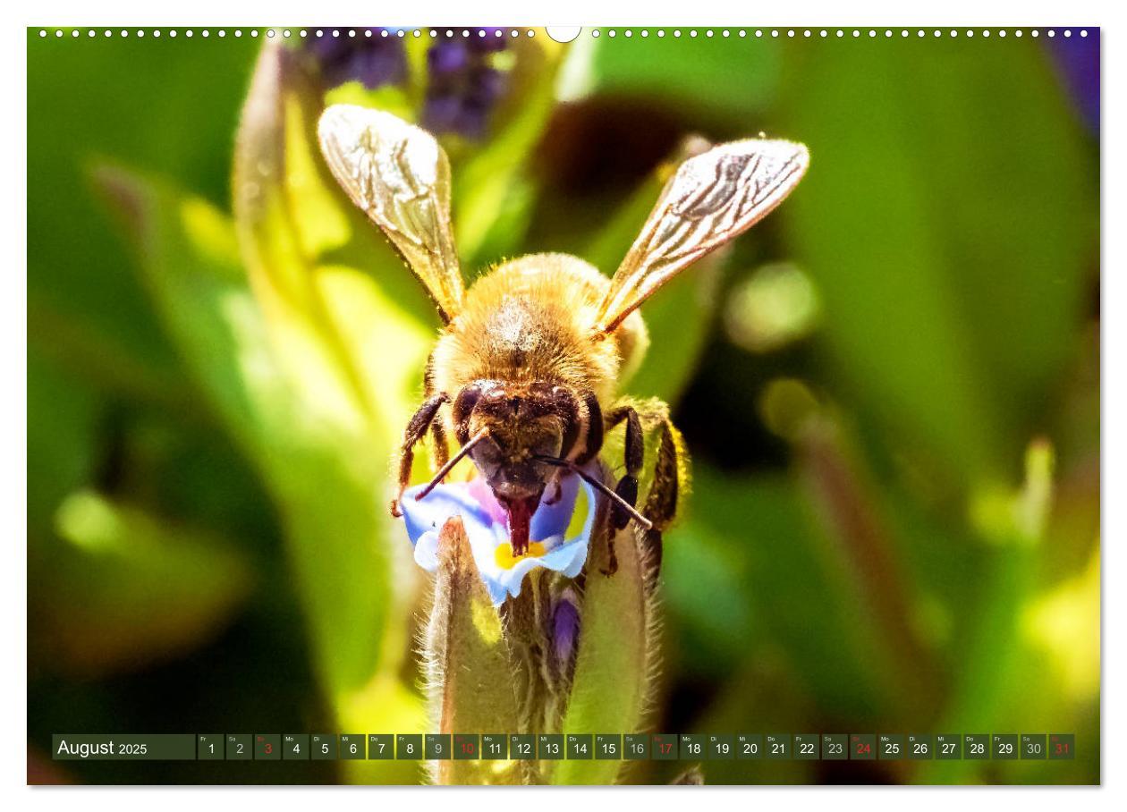 Bild: 9783435241569 | BIENEN - Kleine Nützlinge ganz groß (Wandkalender 2025 DIN A2...