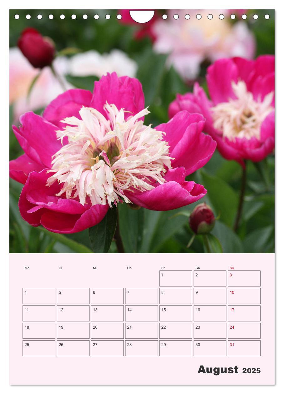 Bild: 9783435971886 | Pfingstrosen Rosen ohne Dornen (Wandkalender 2025 DIN A4 hoch),...