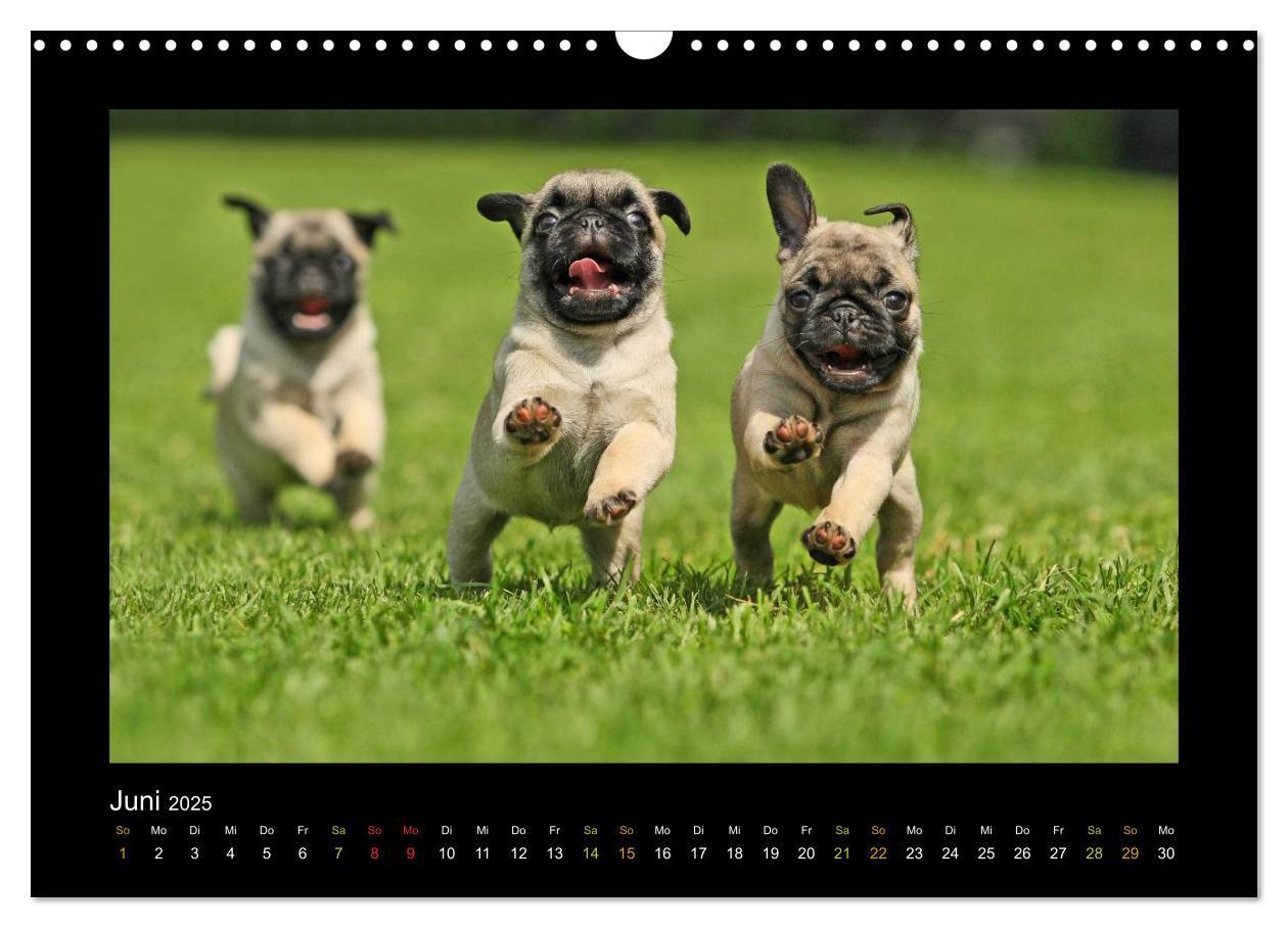 Bild: 9783435645336 | Der Feldfurchen-Mops (Wandkalender 2025 DIN A3 quer), CALVENDO...