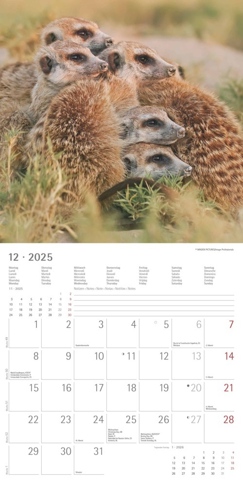 Bild: 4251732340742 | Alpha Edition - Erdmännchen 2025 Broschürenkalender, 30x30cm,...