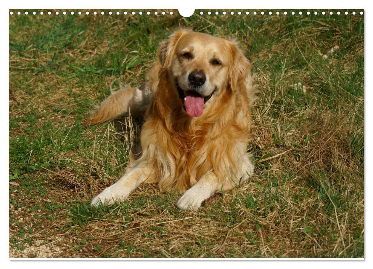 Bild: 9783435840663 | Golden Retriever Power (Wandkalender 2025 DIN A3 quer), CALVENDO...