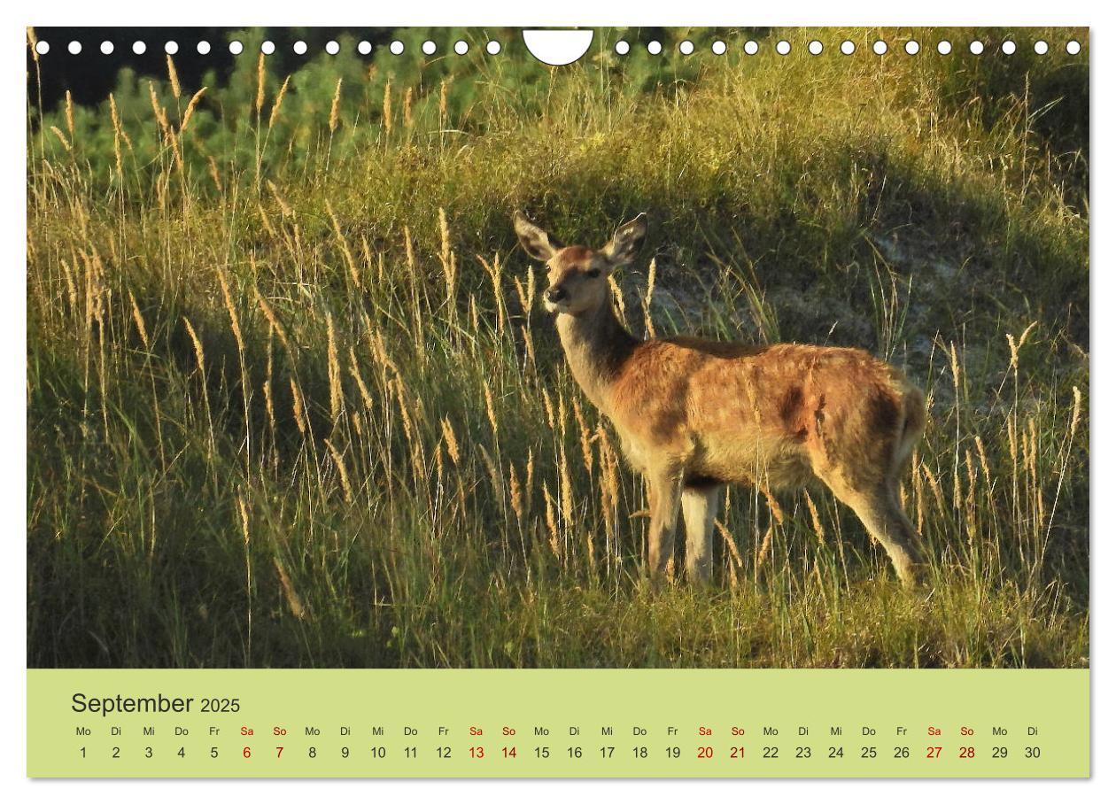 Bild: 9783435392131 | Küsten Hirsche - Rotwild auf dem Darß (Wandkalender 2025 DIN A4...