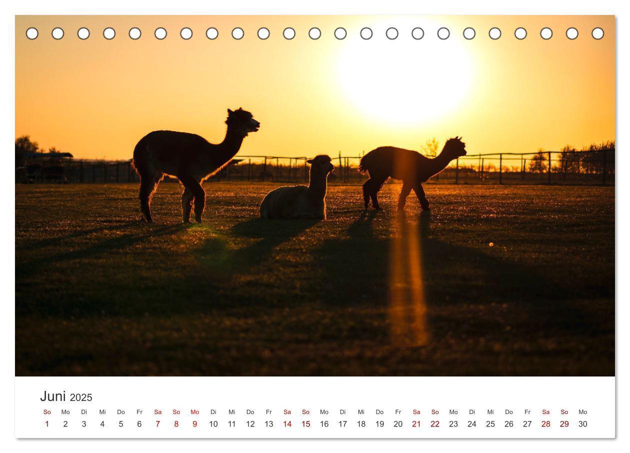 Bild: 9783435002566 | Lamas und Alpakas - Die weichen Neuweltkamele. (Tischkalender 2025...