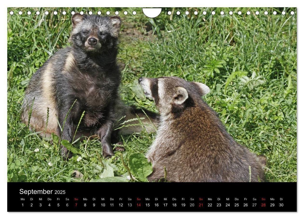 Bild: 9783435677580 | Marderhunde (Wandkalender 2025 DIN A4 quer), CALVENDO Monatskalender