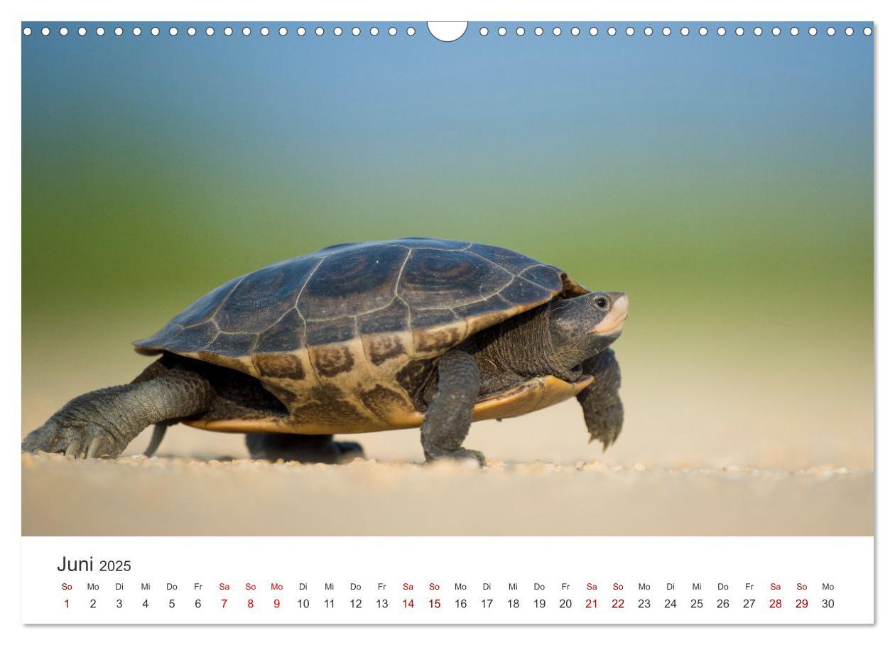 Bild: 9783383997358 | Schildkröten - Die gepanzerten Tiere. (Wandkalender 2025 DIN A3...