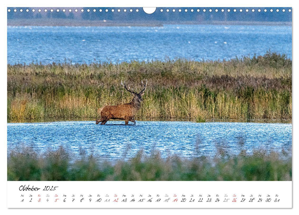 Bild: 9783435174744 | Mein Fischland! Unterwegs auf dem Darß (Wandkalender 2025 DIN A3...