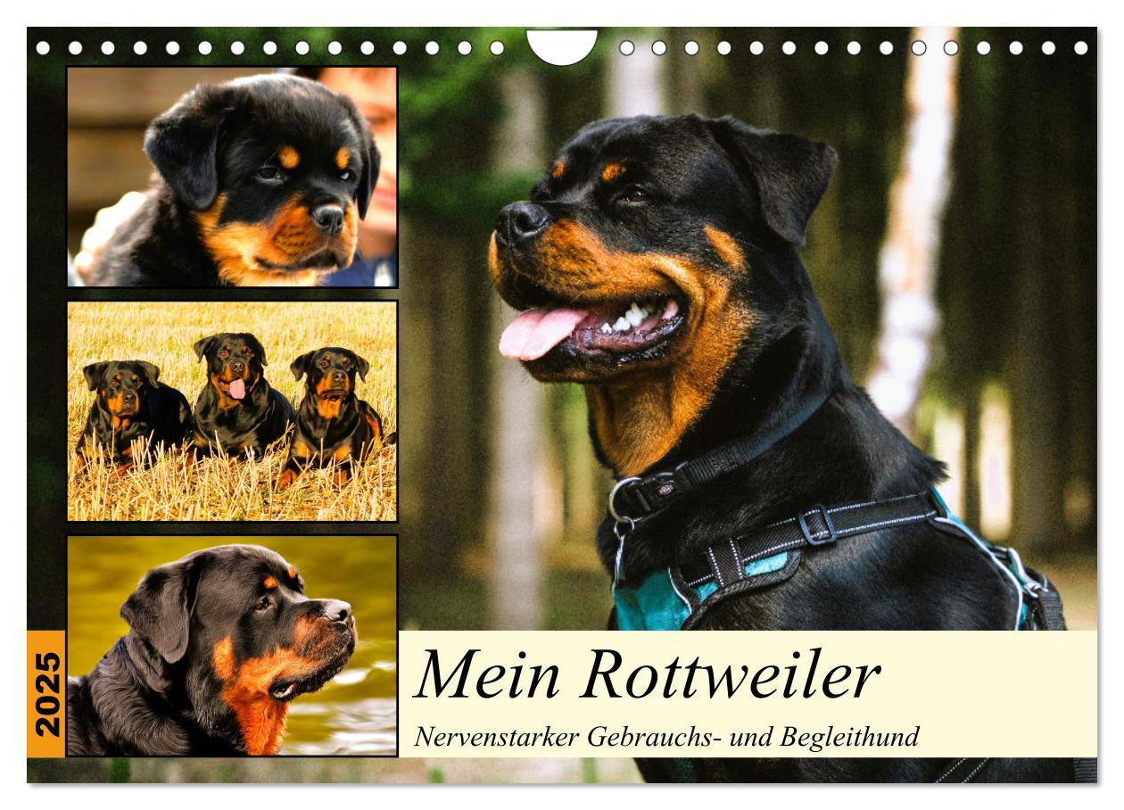 Cover: 9783383948480 | Mein Rottweiler. Nervenstarker Gebrauchs- und Begleithund...