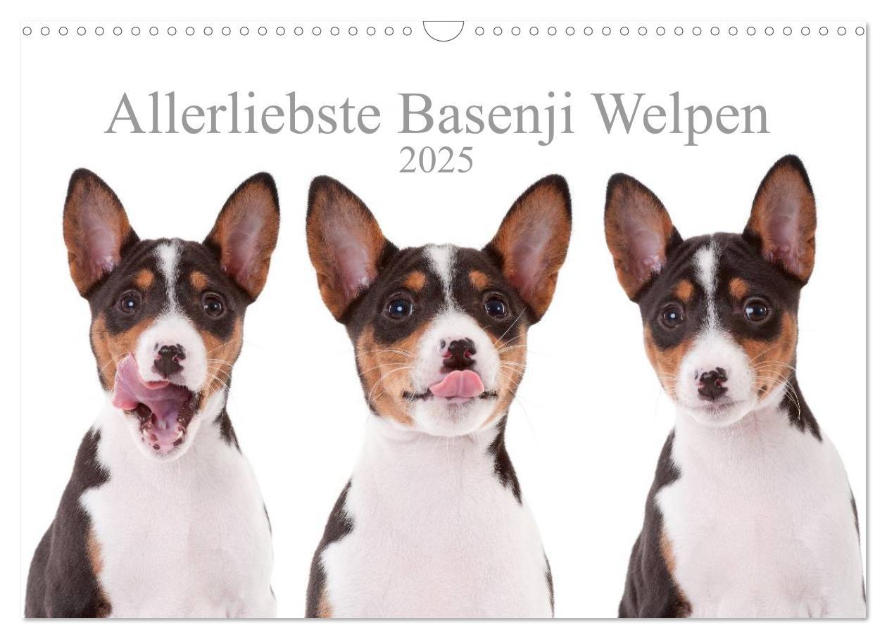 Cover: 9783435464982 | Allerliebste Basenji Welpen 2025 (Wandkalender 2025 DIN A3 quer),...