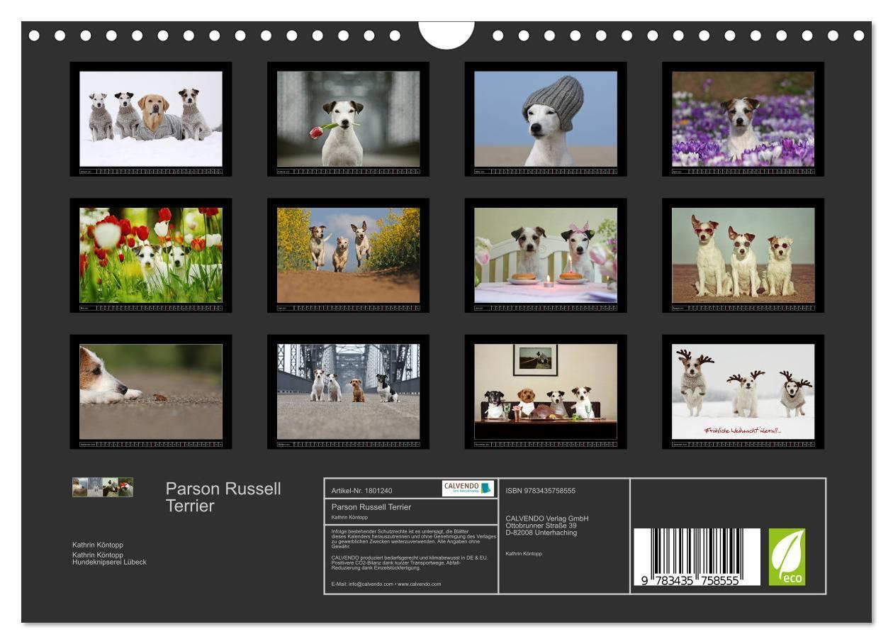 Bild: 9783435758555 | Parson Russell Terrier (Wandkalender 2025 DIN A4 quer), CALVENDO...