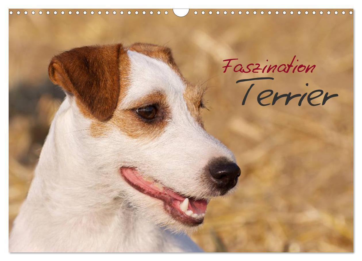 Cover: 9783435633616 | Faszination Terrier (Wandkalender 2025 DIN A3 quer), CALVENDO...