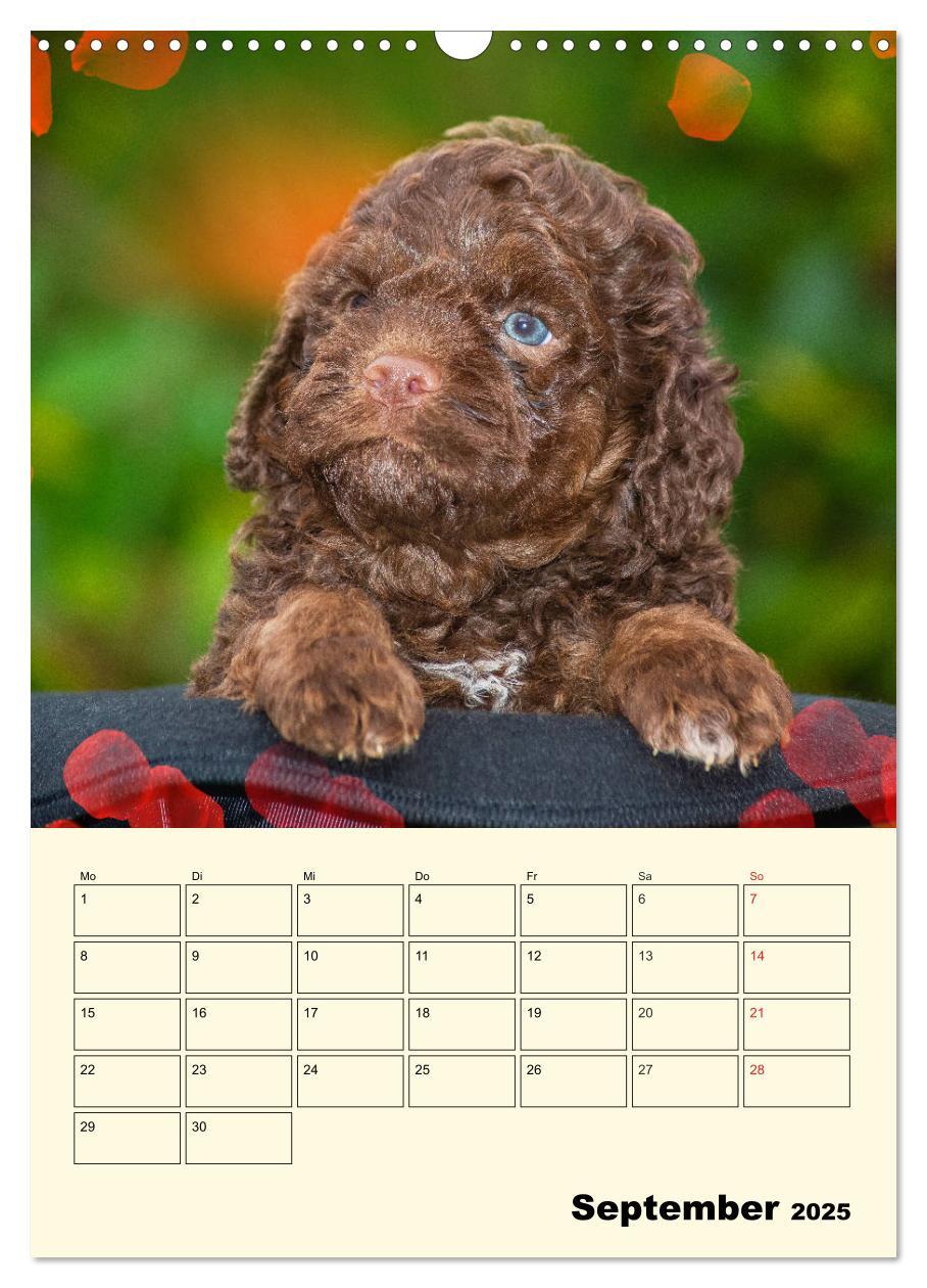 Bild: 9783435952236 | Jahresplaner Lagotto Romagnolo Welpen (Wandkalender 2025 DIN A3...