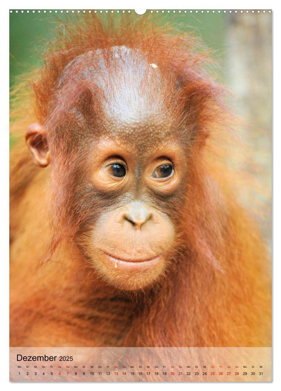 Bild: 9783435964901 | Orang Utans aus Borneo (Wandkalender 2025 DIN A2 hoch), CALVENDO...