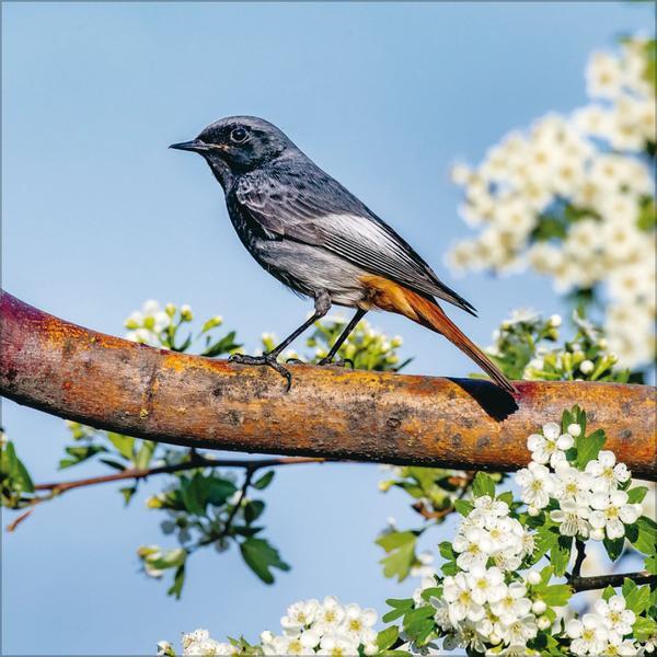 Bild: 9783731876519 | Vögel 2025 | Verlag Korsch | Kalender | 13 S. | Deutsch | 2025