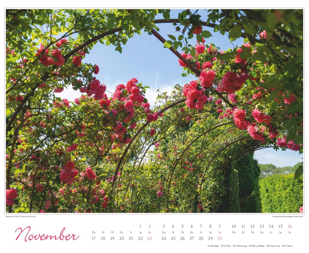 Bild: 4250809653457 | DUMONT - Im Rosengarten 2025 Wandkalender, 52x42,5cm,...