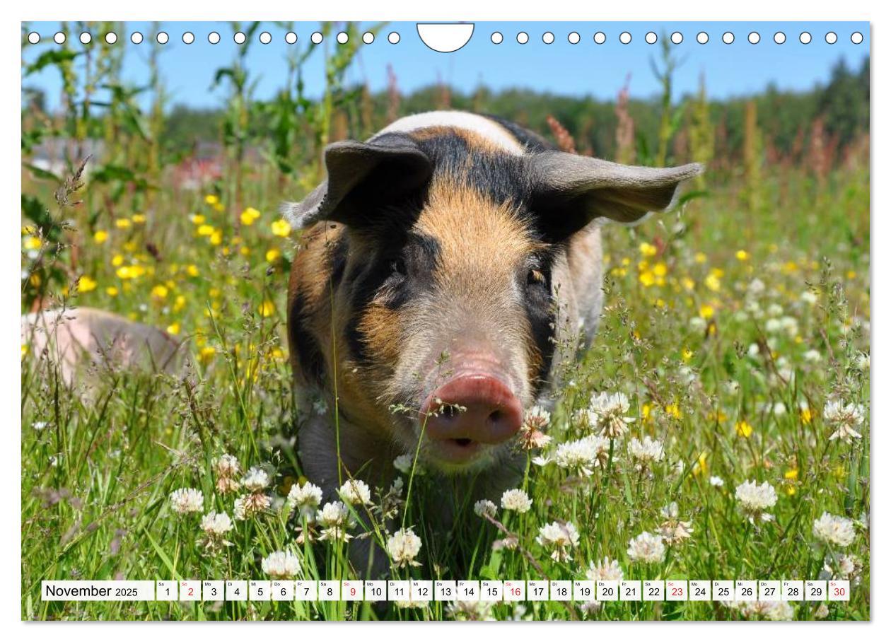 Bild: 9783435602292 | Von Säuen die Schwein haben! (Wandkalender 2025 DIN A4 quer),...