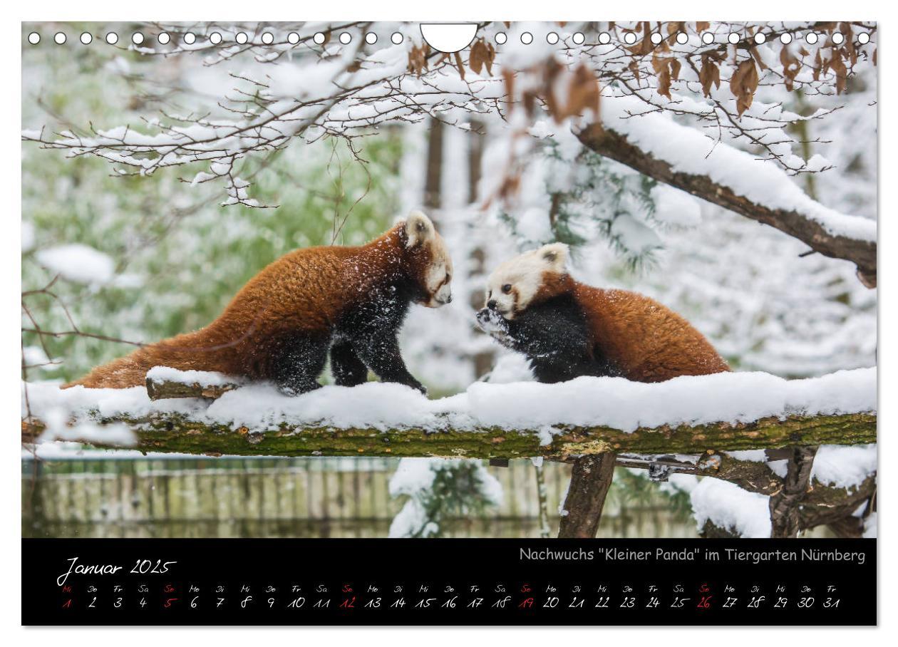 Bild: 9783435460953 | Tiergarten Nürnberg (Wandkalender 2025 DIN A4 quer), CALVENDO...