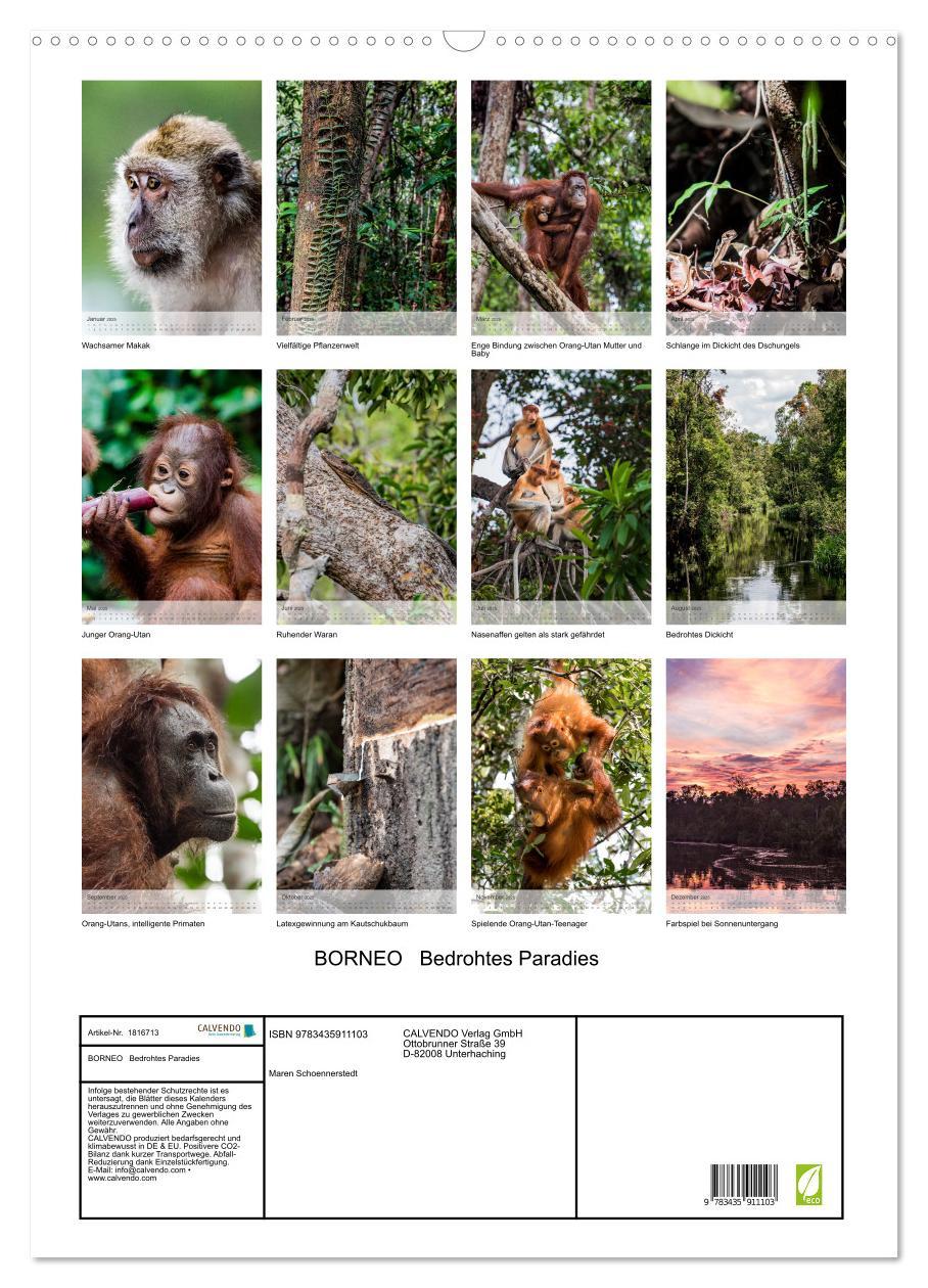 Bild: 9783435911103 | BORNEO Bedrohtes Paradies (Wandkalender 2025 DIN A2 hoch), CALVENDO...