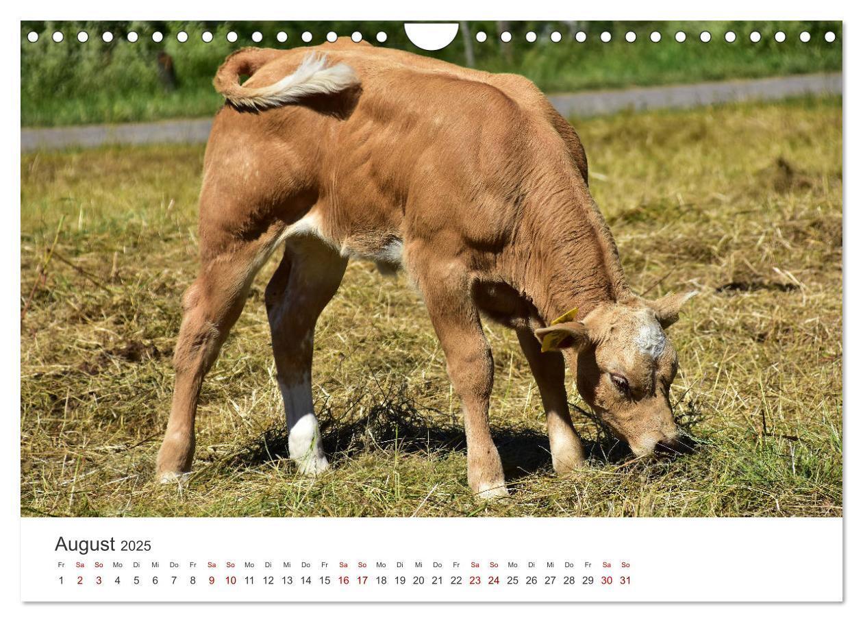 Bild: 9783435013890 | Kälber - Kleine Herzensbrecher auf den Wiesen (Wandkalender 2025...