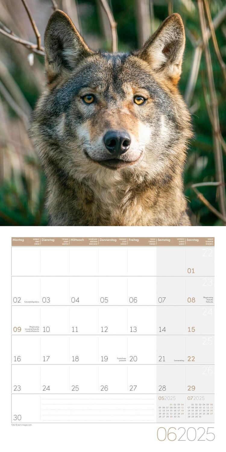 Bild: 9783838445236 | Wölfe Kalender 2025 - 30x30 | Ackermann Kunstverlag | Kalender | 28 S.