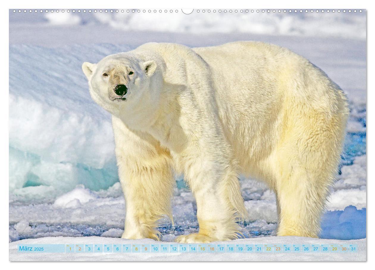 Bild: 9783457140536 | Eisbären: Lebenskünstler im Eis (hochwertiger Premium Wandkalender...