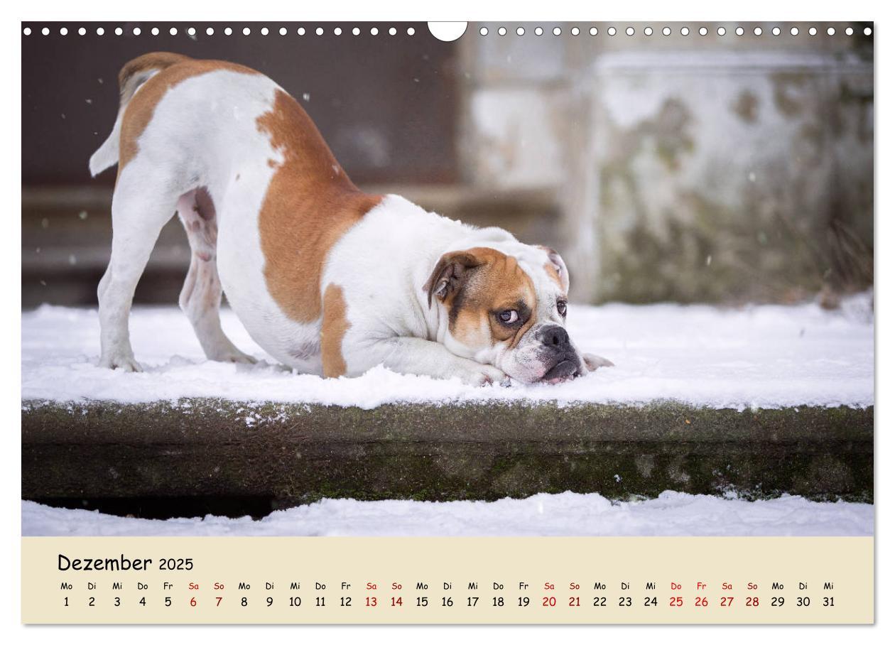 Bild: 9783435448050 | Englische Bulldoggen (Wandkalender 2025 DIN A3 quer), CALVENDO...