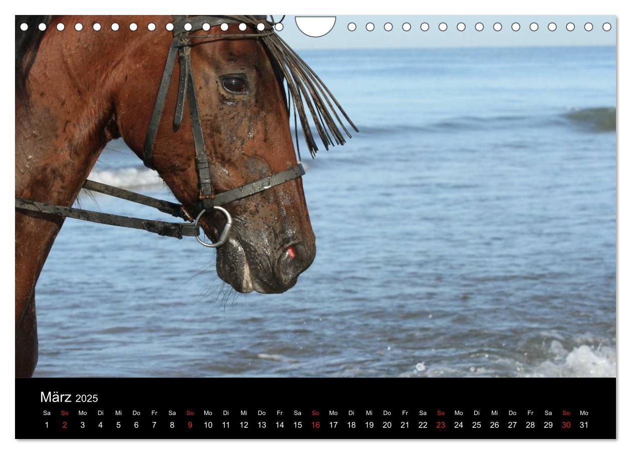 Bild: 9783435567126 | Caballos Spanische Pferde 2025 (Wandkalender 2025 DIN A4 quer),...