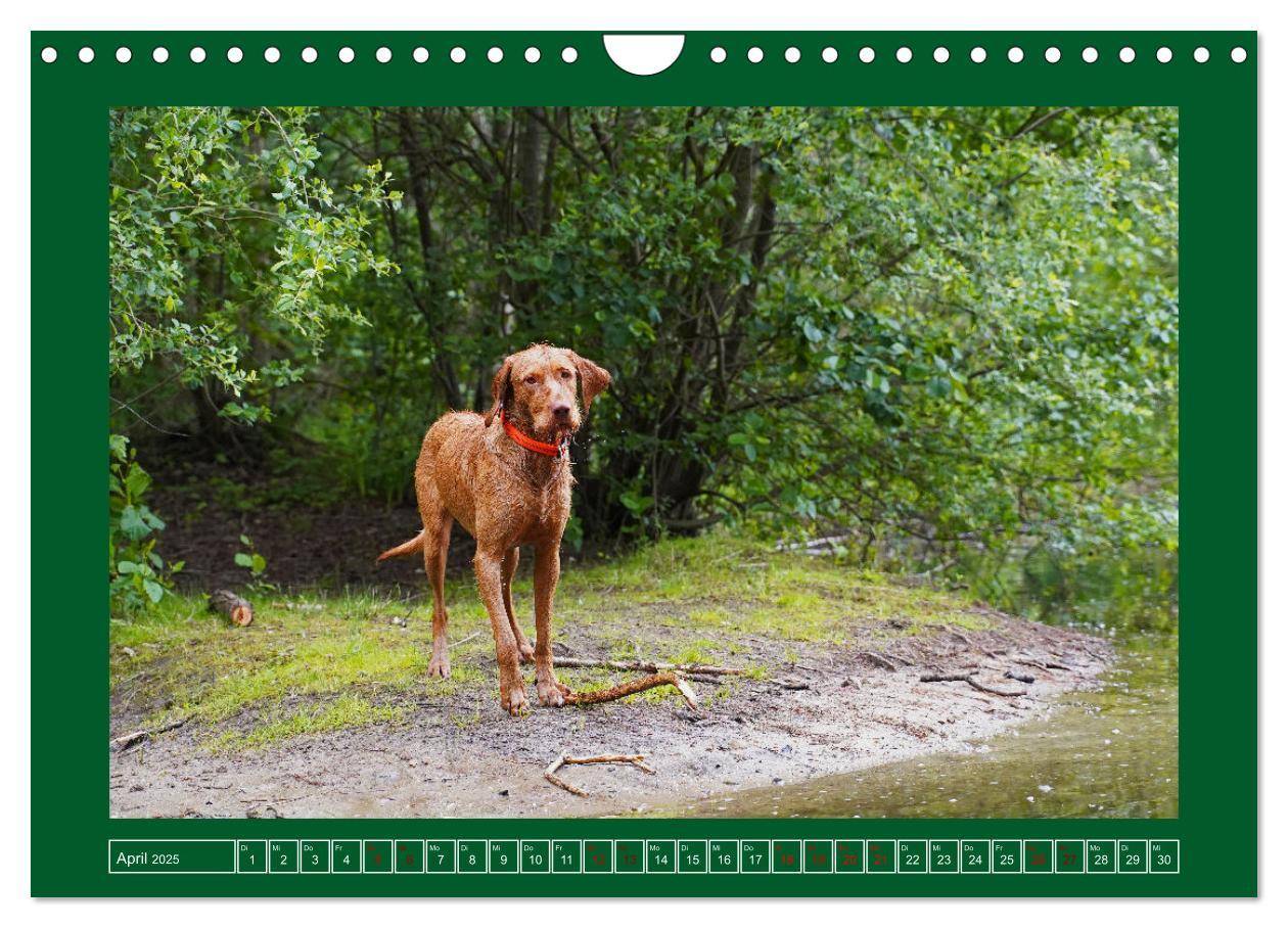 Bild: 9783383962295 | Faszination Magyar Vizsla am See (Wandkalender 2025 DIN A4 quer),...