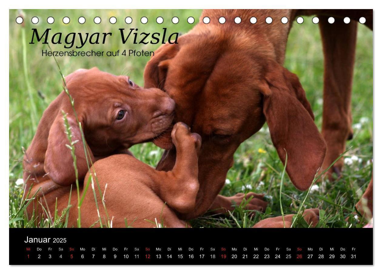 Bild: 9783435518708 | Magyar Vizsla - Zauberhafte Kobolde (Tischkalender 2025 DIN A5...