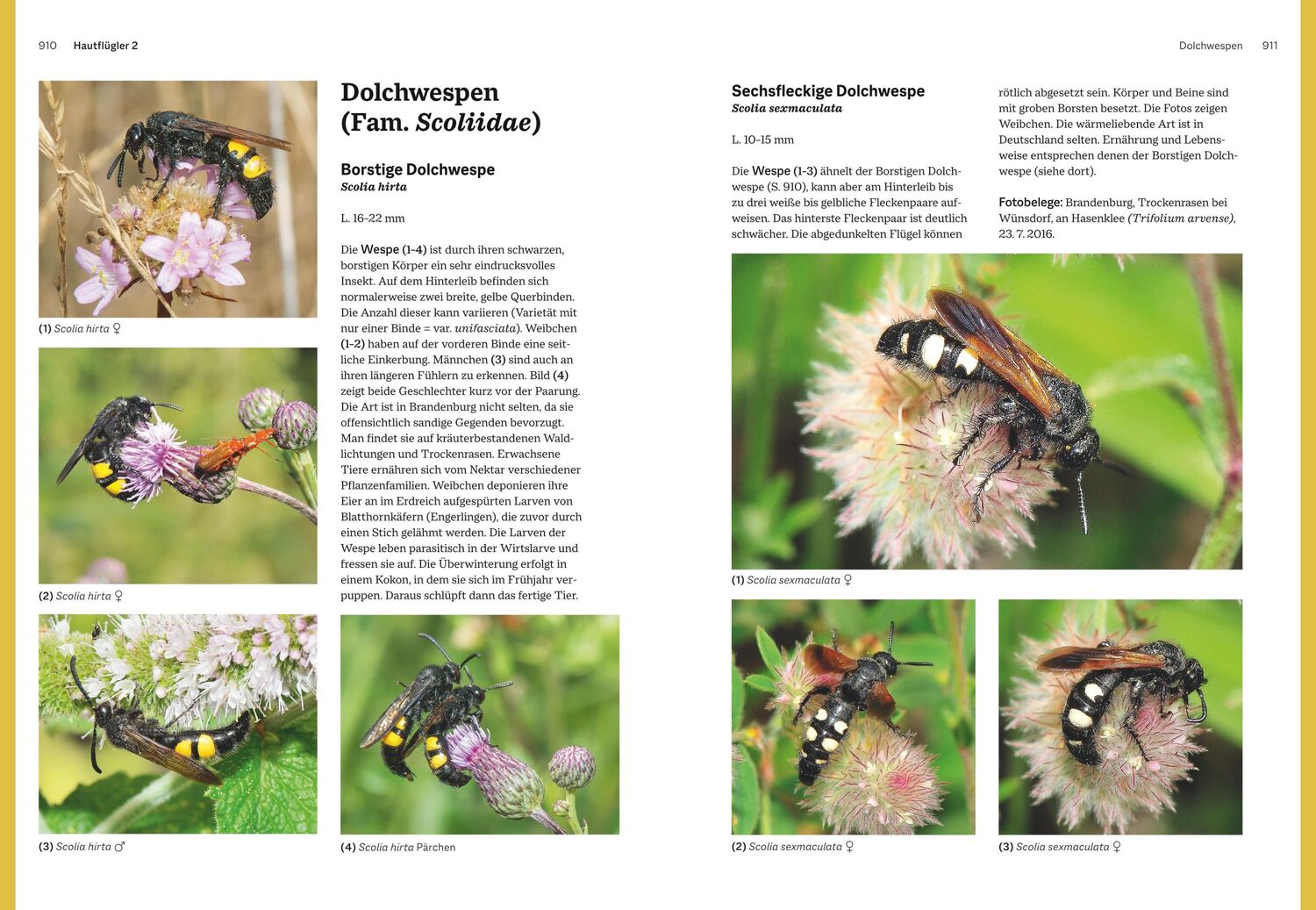 Bild: 9783967470482 | Das große BLV Handbuch Insekten | Marina Gerhardt (u. a.) | Buch | BLV