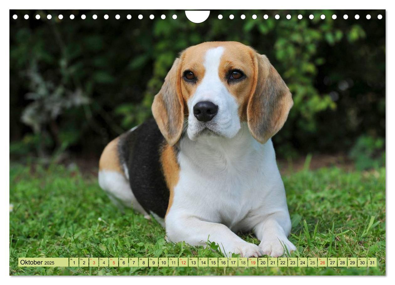 Bild: 9783435575800 | Beagle - Herz auf 4 Pfoten (Wandkalender 2025 DIN A4 quer),...