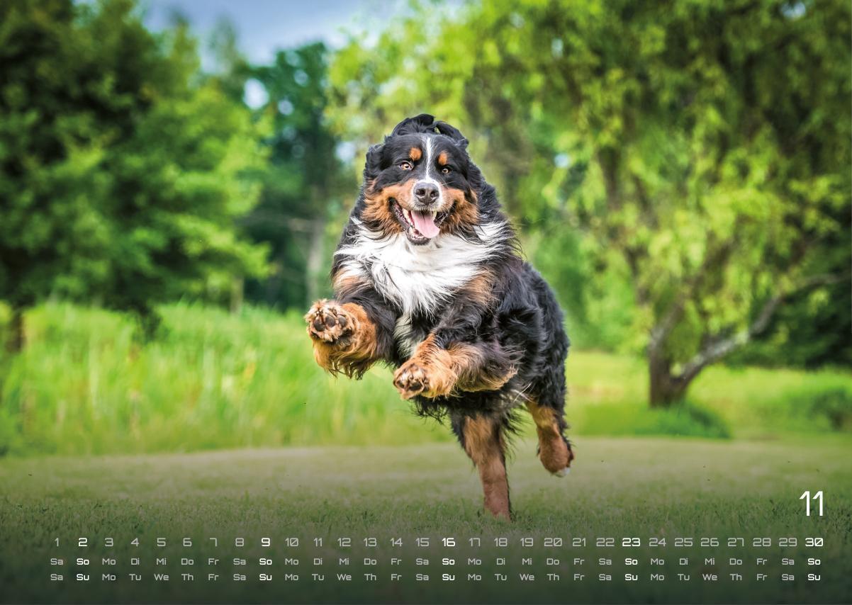 Bild: 9783986733919 | Wuff - Unsere Vierbeiner - Der Hundekalender- 2025 - Kalender DIN A3